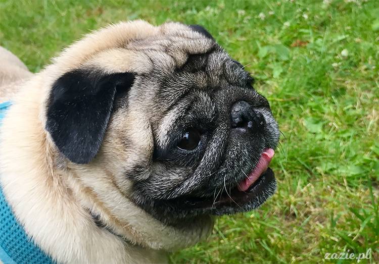 mopsy mopsiki pugs Kumok Miszur Zazie Syd z mopsem, z mopsami