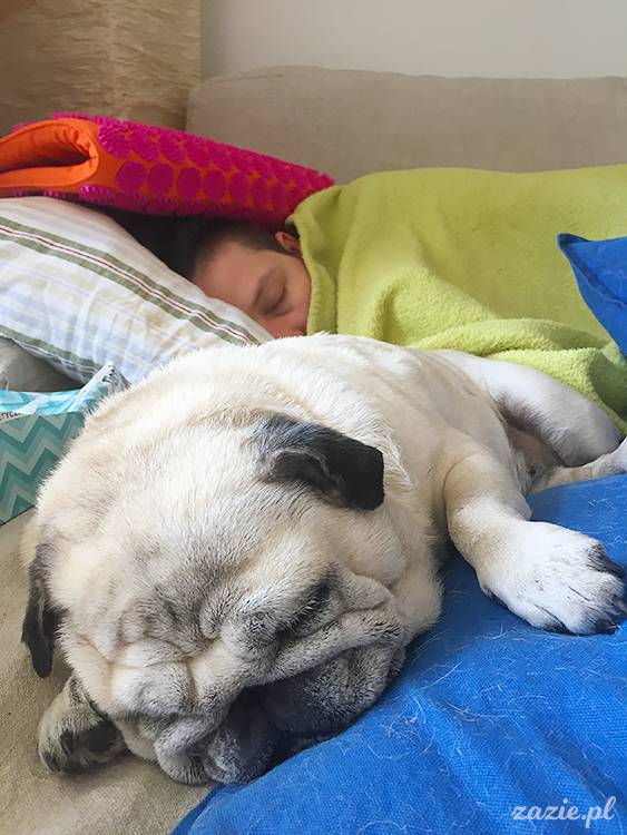 mopsy mopsiki pugs Kumok Miszur Zazie Syd z mopsem, z mopsami