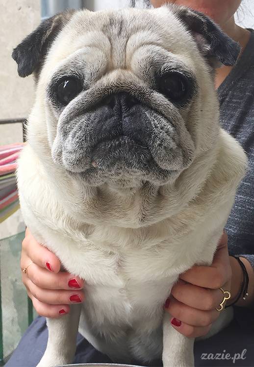 mopsy mopsiki pugs Kumok Miszur Zazie Syd z mopsem, z mopsami