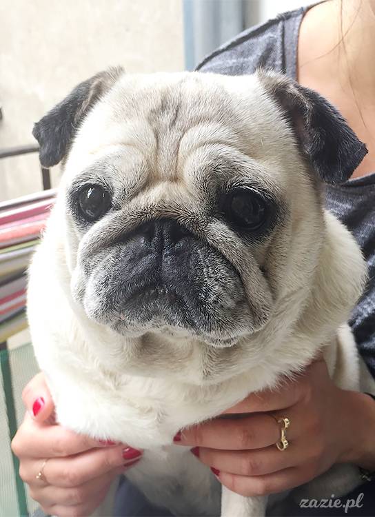 mopsy mopsiki pugs Kumok Miszur Zazie Syd z mopsem, z mopsami