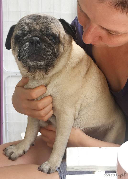 mopsy mopsiki pugs Kumok Miszur Zazie Syd z mopsem, z mopsami