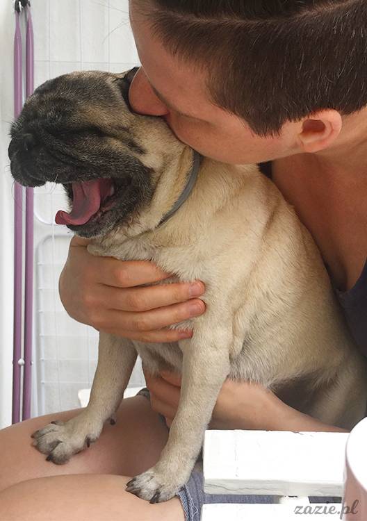 mopsy mopsiki pugs Kumok Miszur Zazie Syd z mopsem, z mopsami