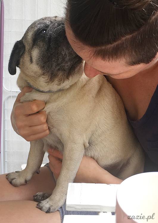 mopsy mopsiki pugs Kumok Miszur Zazie Syd z mopsem, z mopsami