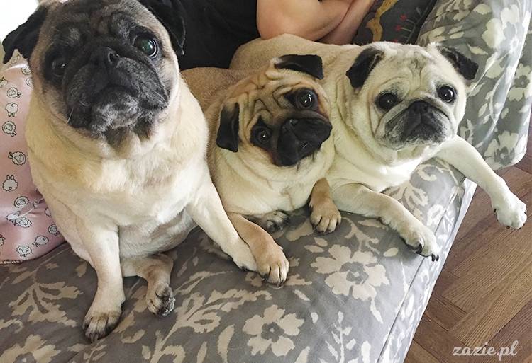 mopsy mopsiki pugs Kumok Miszur Zazie Syd z mopsem, z mopsami