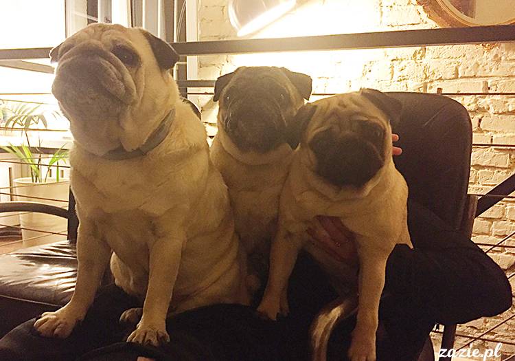 mopsy mopsiki pugs Kumok Miszur Zazie Syd z mopsem, z mopsami