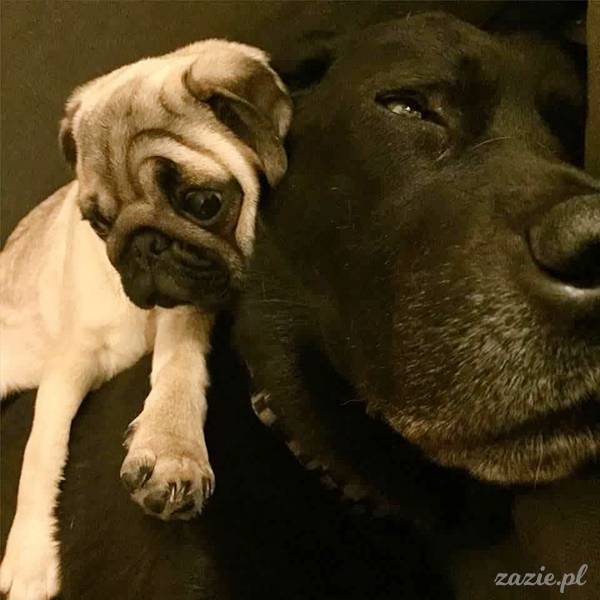 mopsy mopsiki pugs Kumok Miszur Zazie Syd z mopsem, z mopsami