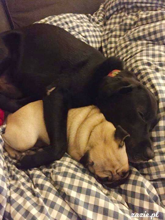 mopsy mopsiki pugs Kumok Miszur Zazie Syd z mopsem, z mopsami