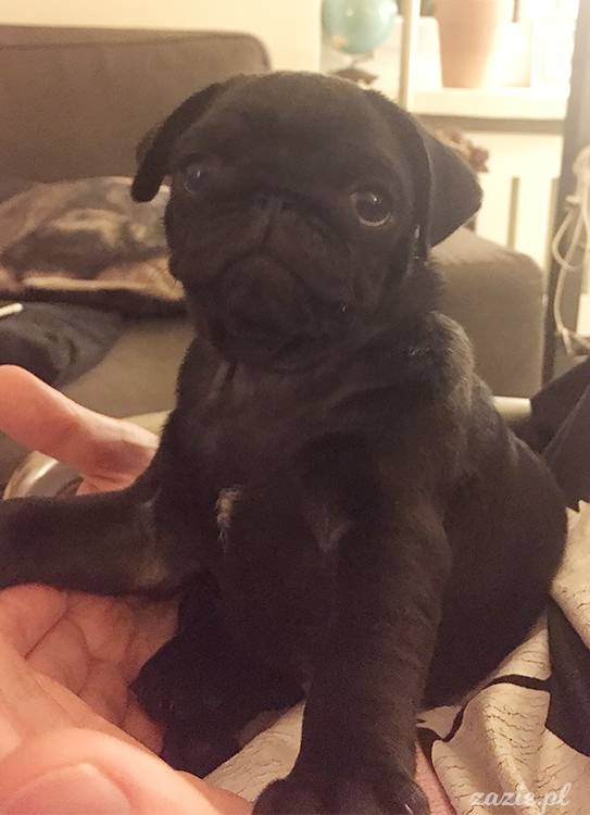 mopsy mopsiki pugs Kumok Miszur Zazie Syd z mopsem, z mopsami