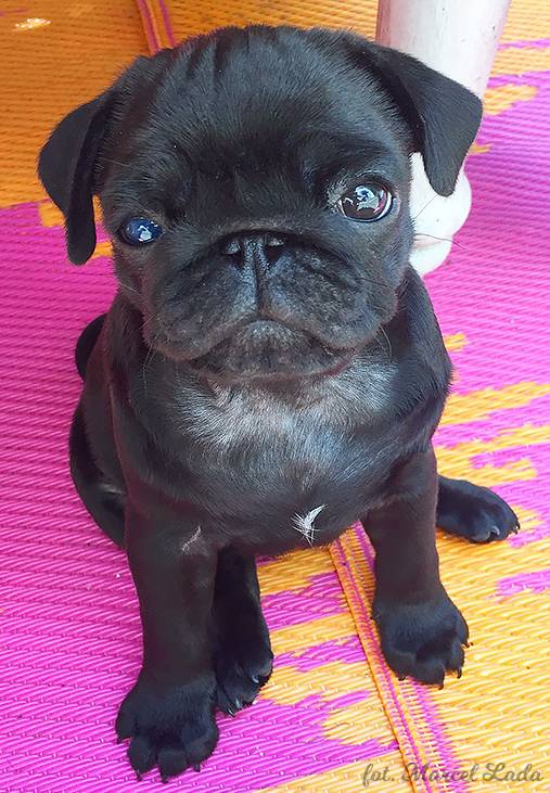 mopsy mopsiki pugs Kumok Miszur Zazie Syd z mopsem, z mopsami