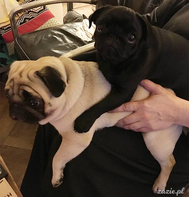 mopsy mopsiki pugs Kumok Miszur Zazie Syd z mopsem, z mopsami