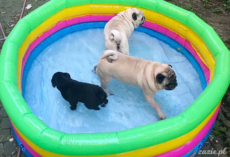 mopsy mopsiki pugs Kumok Miszur Zazie Syd z mopsem, z mopsami