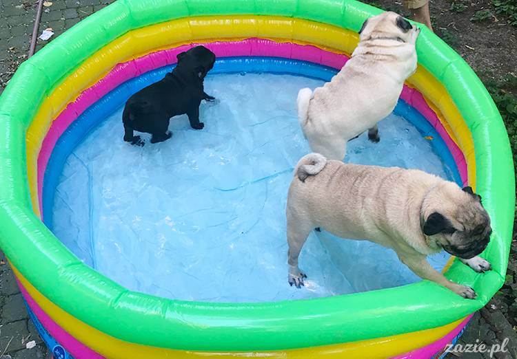 mopsy mopsiki pugs Kumok Miszur Zazie Syd z mopsem, z mopsami