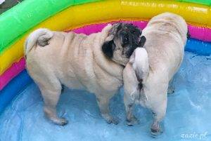 mopsie lato Kumoka i Miszura