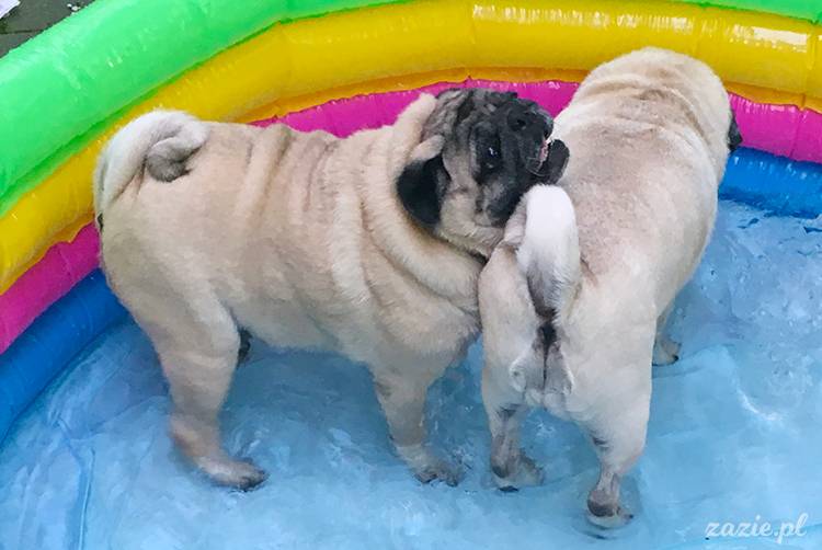 mopsy mopsiki pugs Kumok Miszur Zazie Syd z mopsem, z mopsami