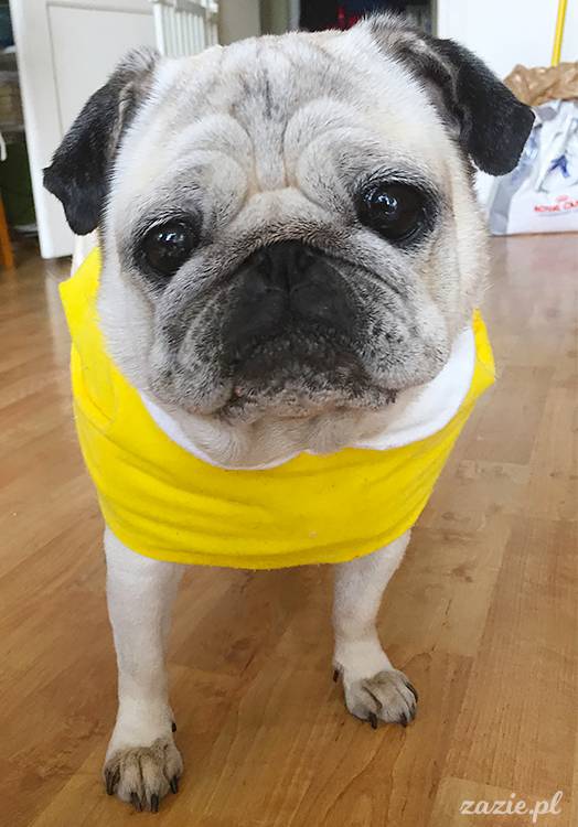 mopsy mopsiki pugs Kumok Miszur Zazie Syd z mopsem, z mopsami