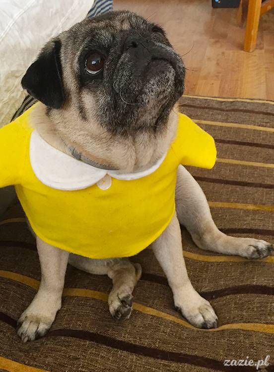 mopsy mopsiki pugs Kumok Miszur Zazie Syd z mopsem, z mopsami