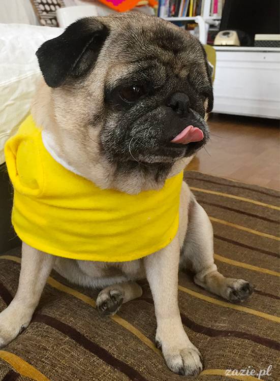 mopsy mopsiki pugs Kumok Miszur Zazie Syd z mopsem, z mopsami