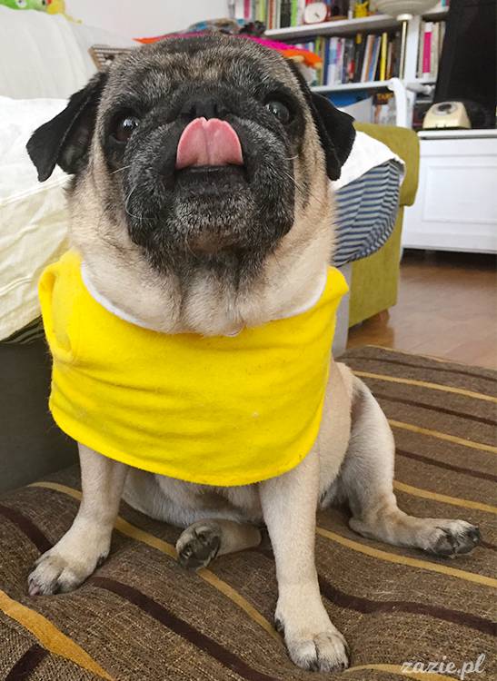 mopsy mopsiki pugs Kumok Miszur Zazie Syd z mopsem, z mopsami