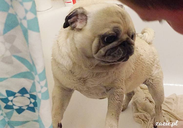 mopsy mopsiki pugs Kumok Miszur Zazie Syd z mopsem, z mopsami