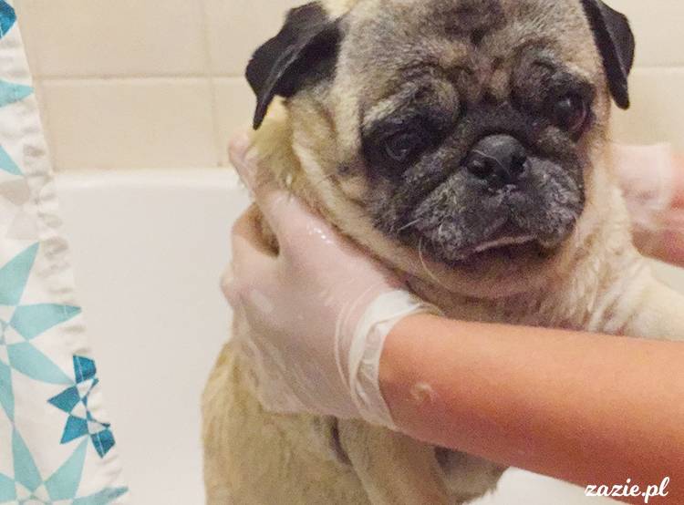 mopsy mopsiki pugs Kumok Miszur Zazie Syd z mopsem, z mopsami