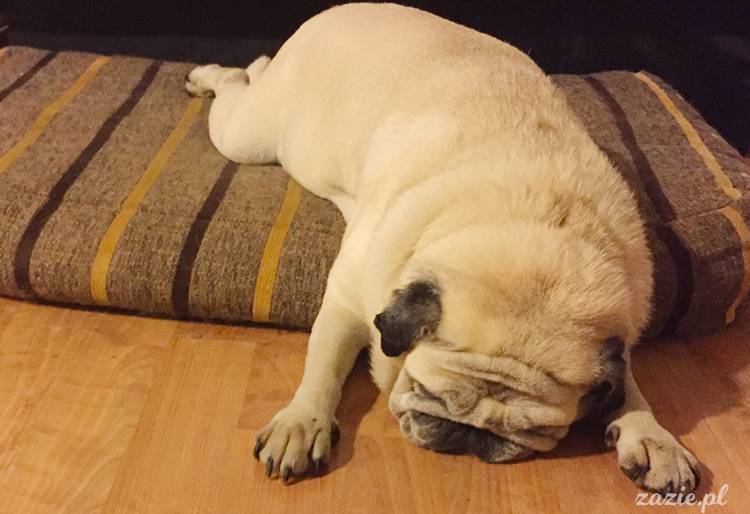 mopsy mopsiki pugs Kumok Miszur Zazie Syd z mopsem, z mopsami