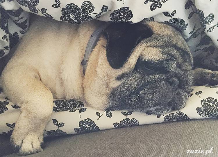 mopsy mopsiki pugs Kumok Miszur Zazie Syd z mopsem, z mopsami