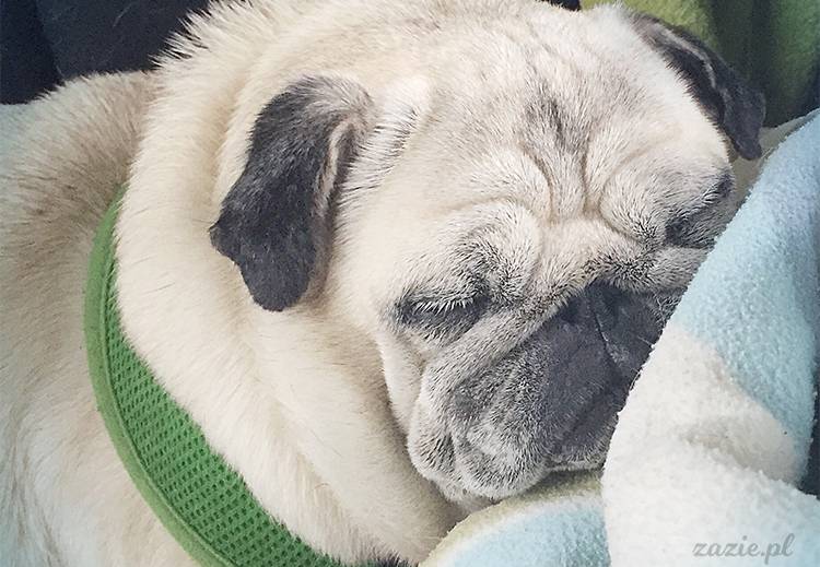 mopsy mopsiki pugs Kumok Miszur Zazie Syd z mopsem, z mopsami