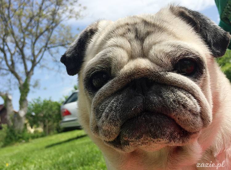 mopsy mopsiki pugs Kumok Miszur Zazie Syd z mopsem, z mopsami