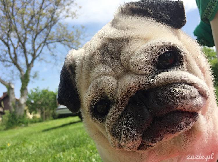 mopsy mopsiki pugs Kumok Miszur Zazie Syd z mopsem, z mopsami