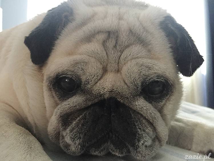 mopsy mopsiki pugs Kumok Miszur Zazie Syd z mopsem, z mopsami