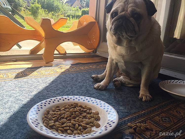 mopsy mopsiki pugs Kumok Miszur Zazie Syd z mopsem, z mopsami