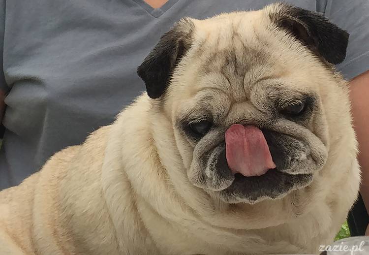 mopsy mopsiki pugs Kumok Miszur Zazie Syd z mopsem, z mopsami