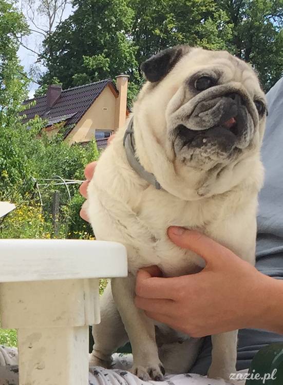 mopsy mopsiki pugs Kumok Miszur Zazie Syd z mopsem, z mopsami