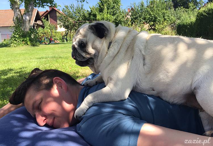 mopsy mopsiki pugs Kumok Miszur Zazie Syd z mopsem, z mopsami