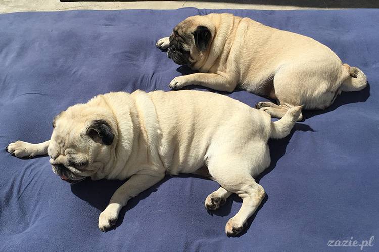 mopsy mopsiki pugs Kumok Miszur Zazie Syd z mopsem, z mopsami