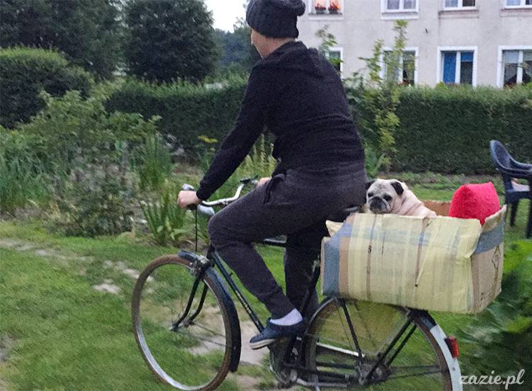 mopsy mopsiki pugs Kumok Miszur Zazie Syd z mopsem, z mopsami