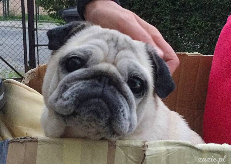 mopsy mopsiki pugs Kumok Miszur Zazie Syd z mopsem, z mopsami