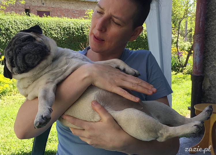 mopsy mopsiki pugs Kumok Miszur Zazie Syd z mopsem, z mopsami