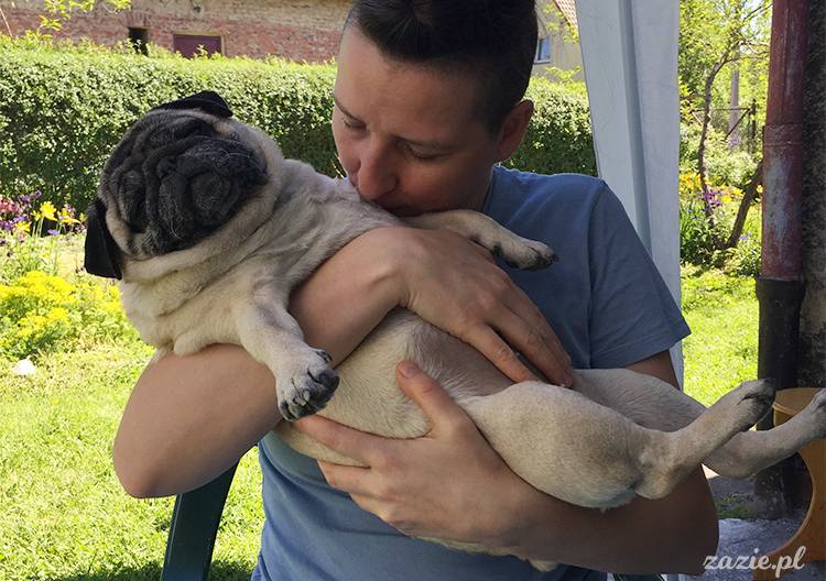 mopsy mopsiki pugs Kumok Miszur Zazie Syd z mopsem, z mopsami