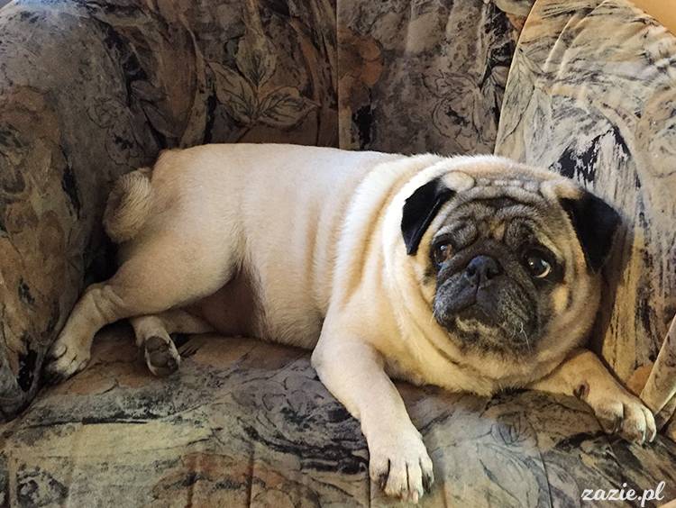 mopsy mopsiki pugs Kumok Miszur Zazie Syd z mopsem, z mopsami