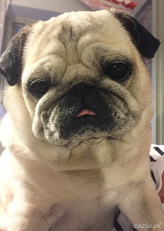 mopsy mopsiki pugs Kumok Miszur Zazie Syd z mopsem, z mopsami