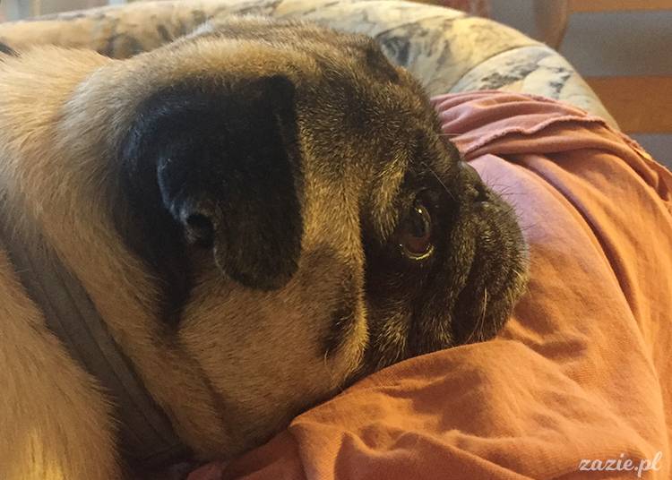 mopsy mopsiki pugs Kumok Miszur Zazie Syd z mopsem, z mopsami