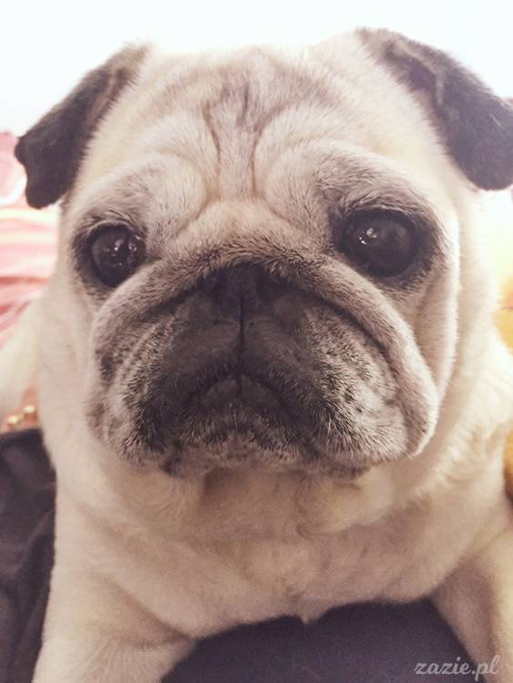 mopsy mopsiki pugs Kumok Miszur Zazie Syd z mopsem, z mopsami