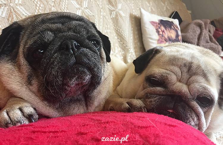 mopsy mopsiki pugs Kumok Miszur Zazie Syd z mopsem, z mopsami