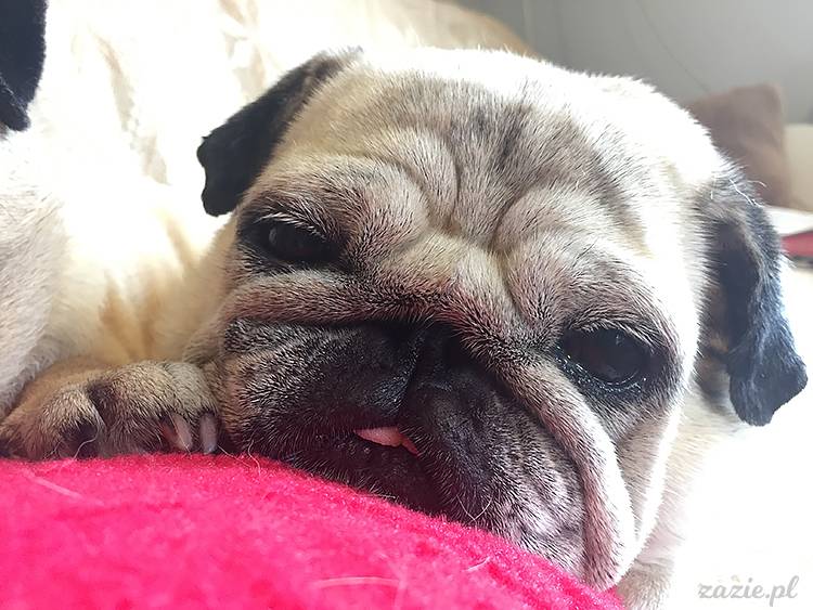 mopsy mopsiki pugs Kumok Miszur Zazie Syd z mopsem, z mopsami