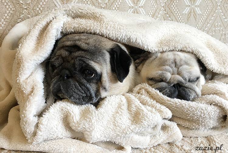 mopsy mopsiki pugs Kumok Miszur Zazie Syd z mopsem, z mopsami