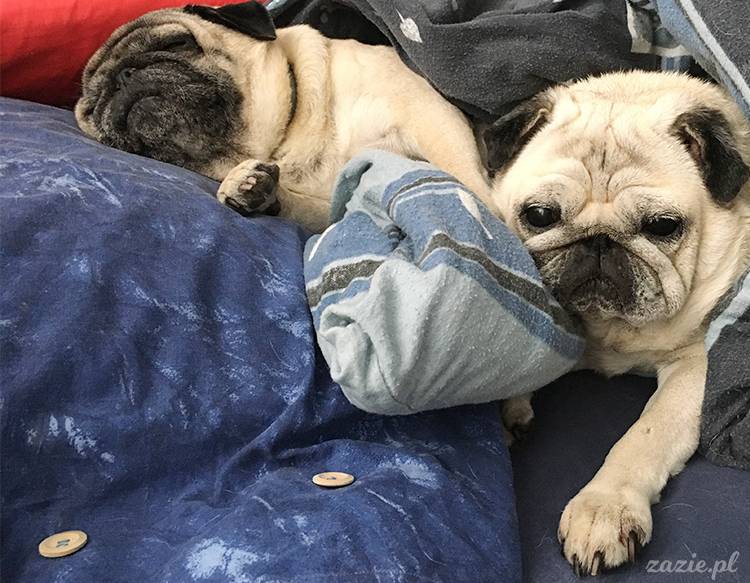 mopsy mopsiki pugs Kumok Miszur Zazie Syd z mopsem, z mopsami