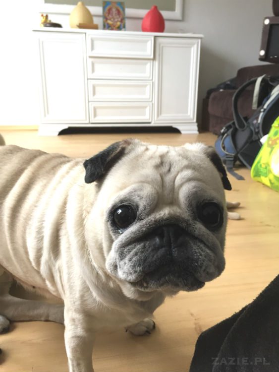 mopsy w Pruszkowie, Kumok i Miszur, mopsiki Zazie