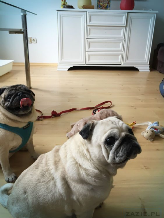 mopsy w Pruszkowie, Kumok i Miszur, mopsiki Zazie