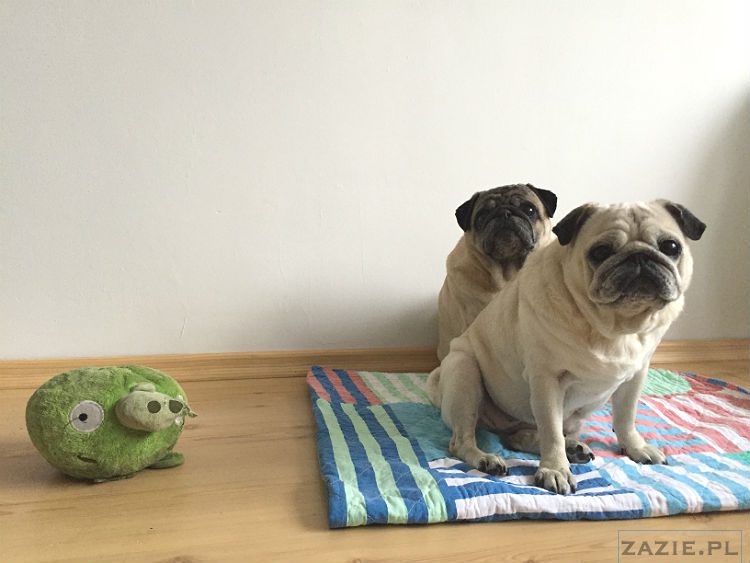 mopsy w Pruszkowie, Kumok i Miszur, mopsiki Zazie